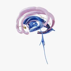 Limbic System Anatomy