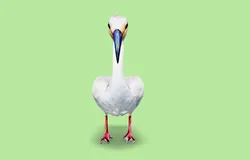 White Ibis