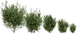 Collection plant vol 551 - blender model