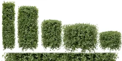 Collection plant vol 552 - blender model
