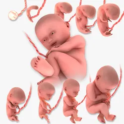 Animated-Morphed Human Fetus