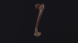 Bone