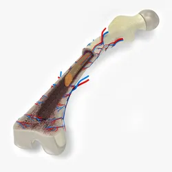 Bone Anatomy