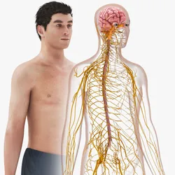 Brain and Nervous System and Body
