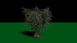 Olive Tree