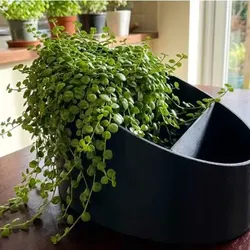3D printer bestanden | 3MF | Eclipse Dual Function Planter