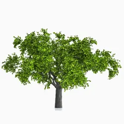 Apple tree Free