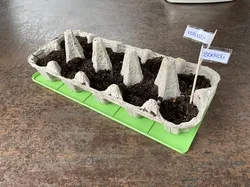 Egg Carton Planter Coaster