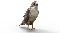 Hawk