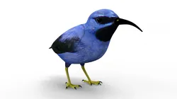 Humming Bird