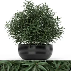 Plants collection 169