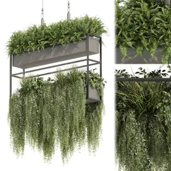 Collection plant vol 483 - hanging - bush - ampelous