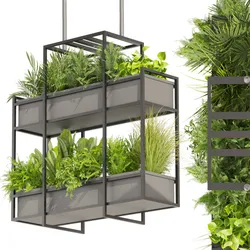 Collection plant vol 491 - hanging - bush - ampelous