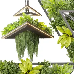 Collection plant vol 517 - chandelier - ampelous - hanging - fern