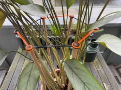 Modular Plant Support / Pflanzenhalter