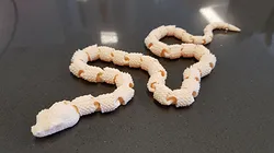Snake with Scales version2