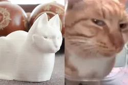 MrFresh aka The Side-Eye Cat