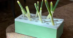 Onion sprouting box