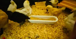 Trough feeder for chick brooder