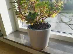 Parametric Self Watering Planter