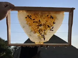 Bienenwabenstartstreifen
