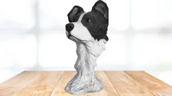 Border collie