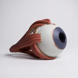 eye human anatomy organ