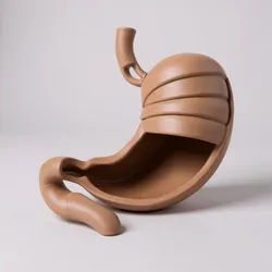 stomach human anatomy organ