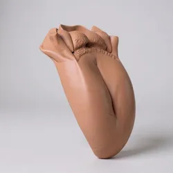 tongue human anatomy organ