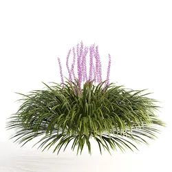 Border grass lilyturf 3d mode