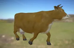 Cow