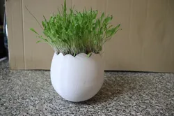 Cracked egg planter