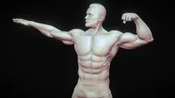 Male Anatomy Study