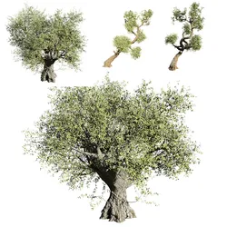 Olive tree