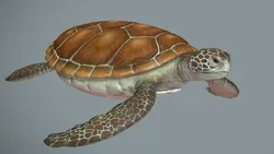 Sea turtle