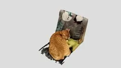 Sleeping cat