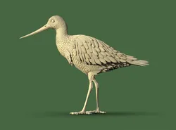 Wading bird 3D Print Model in Sculpture 462882