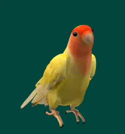 Birds Parrot
