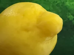 Fișiere pentru imprimante 3D | Fișier 3MF | Zitrone