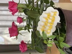 Frohe Ostern Sprechblase - 2 farbig