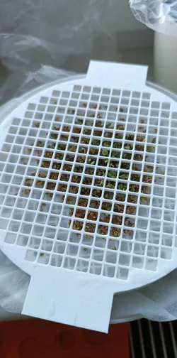 Klíčící miska / seeds bowl / microgreens (120mm)