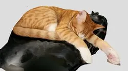 Sleeping cat