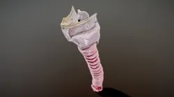 3D Larynx Anatomy
