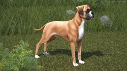 Boxer Dog for 3D Print 3D print model