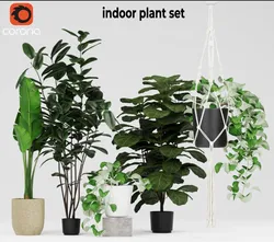 Indoor plant set