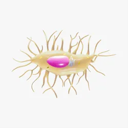 Osteocyte Bone Cell