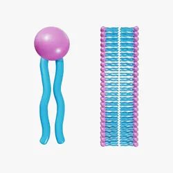 Phospholipid Structure