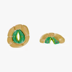 Plant Stomata Structure
