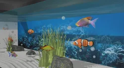 Clownfish tank