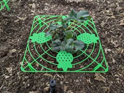 Garden Strawberry Support